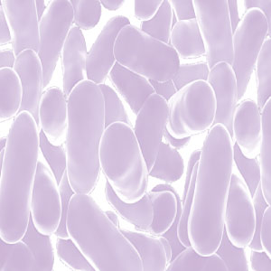 Essential Probiotics Senior